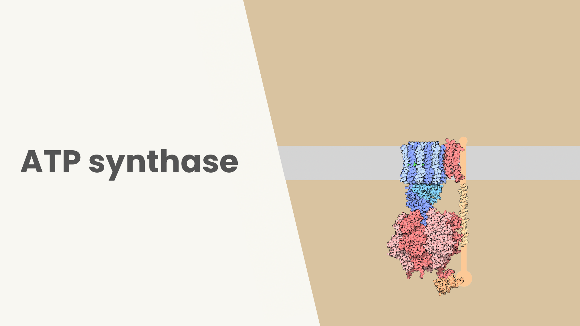 Lesson ATP synthase