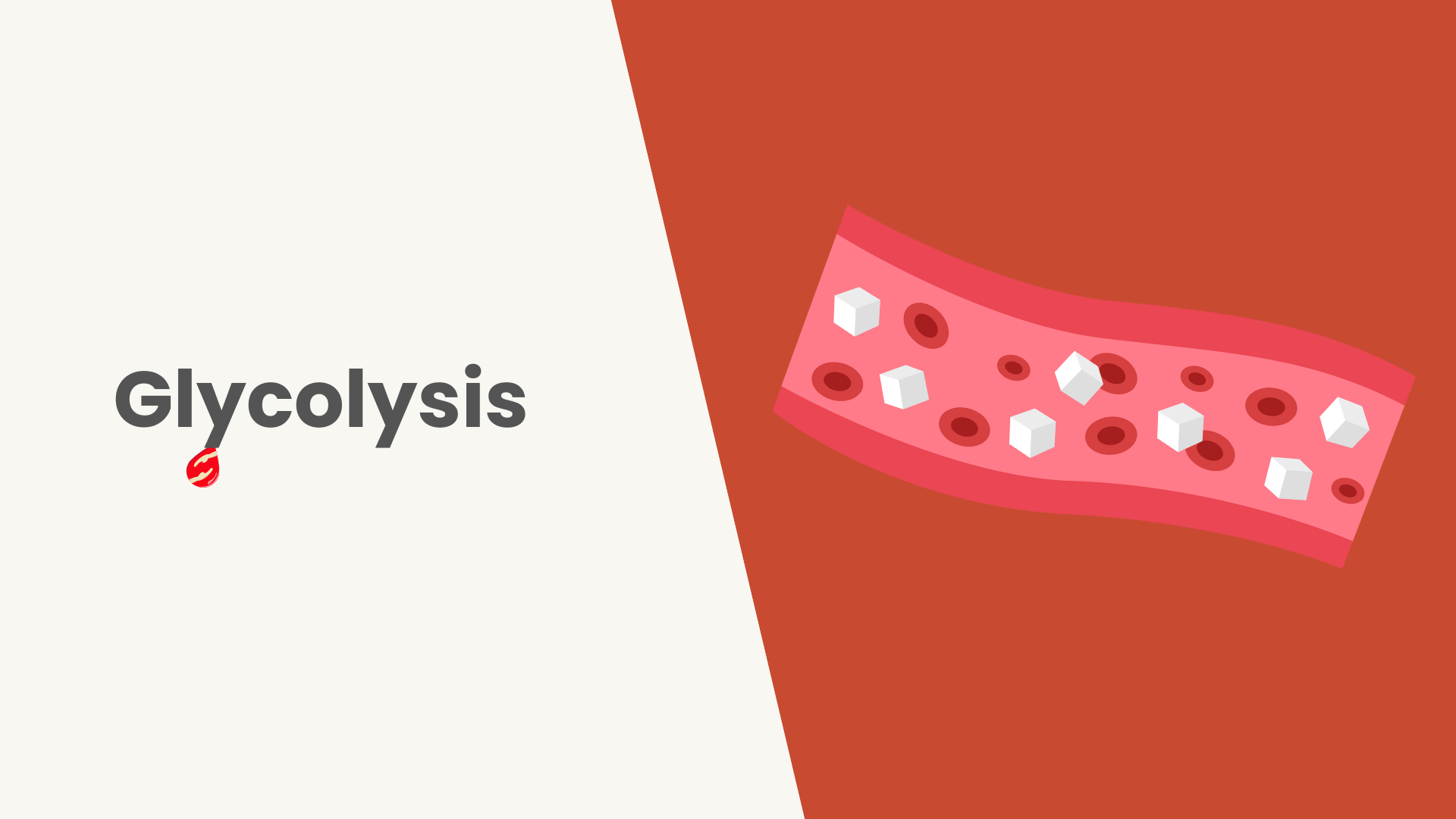 Lesson Glycolysis