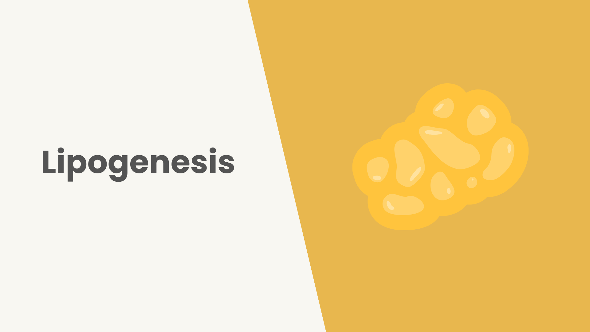 Lesson Lipogenesis