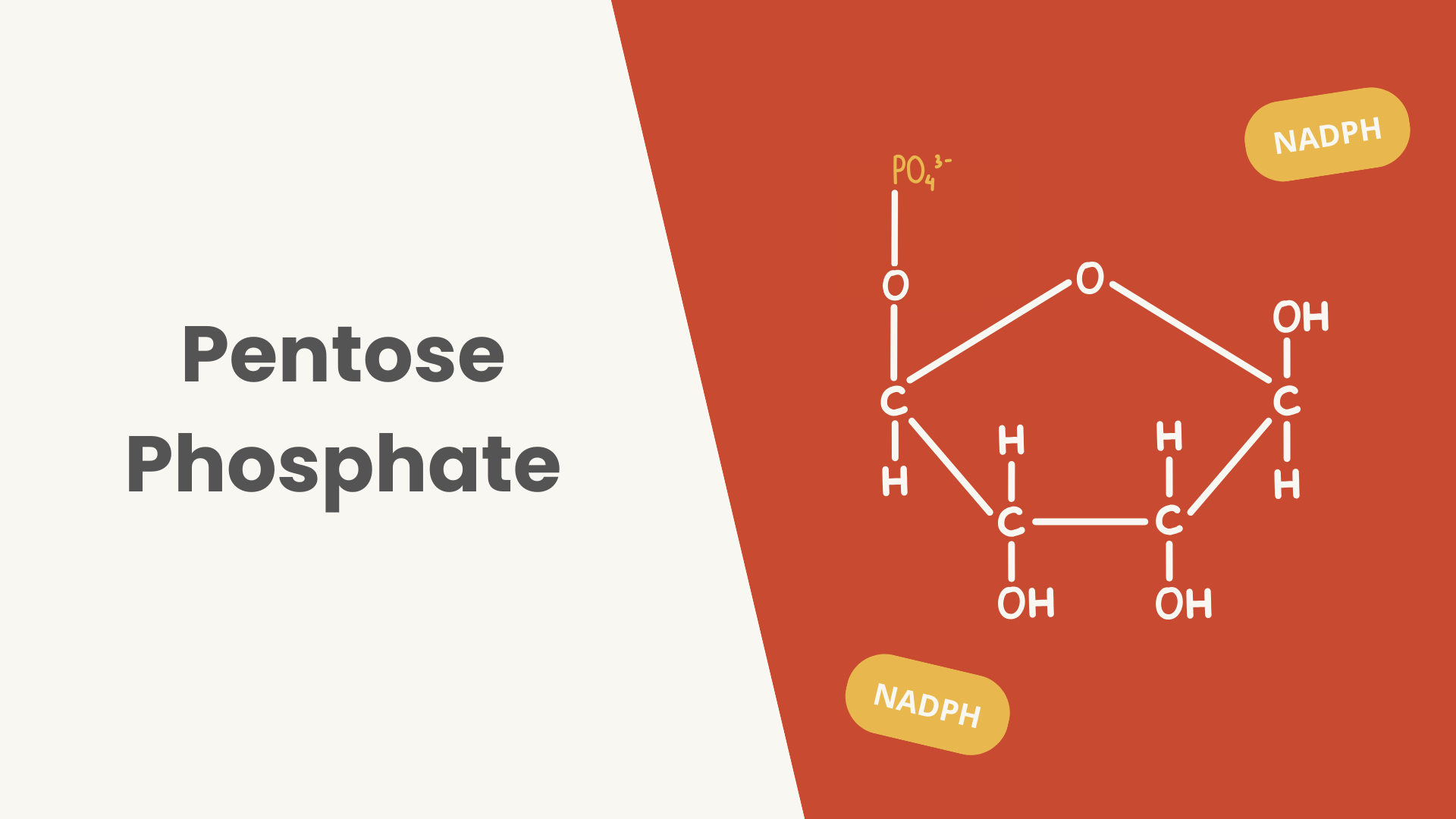 Lesson Pentose phosphate